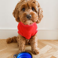 Collapsible Pet Bowl