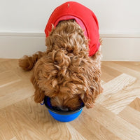 Collapsible Pet Bowl