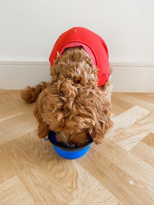 Collapsible Pet Bowl