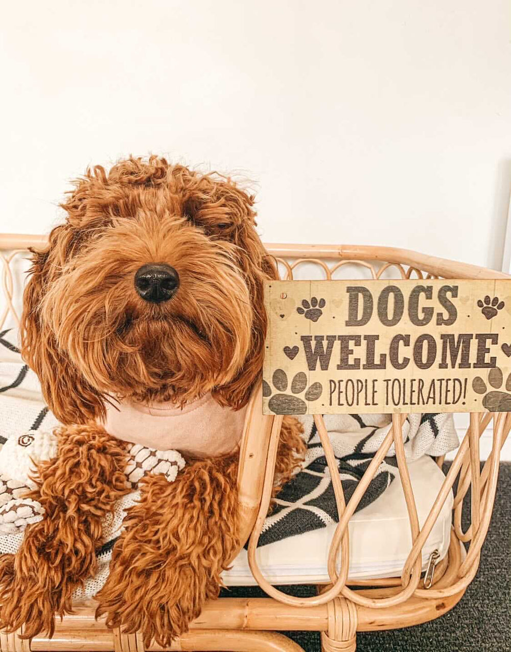 Dogs welcome people tolerated